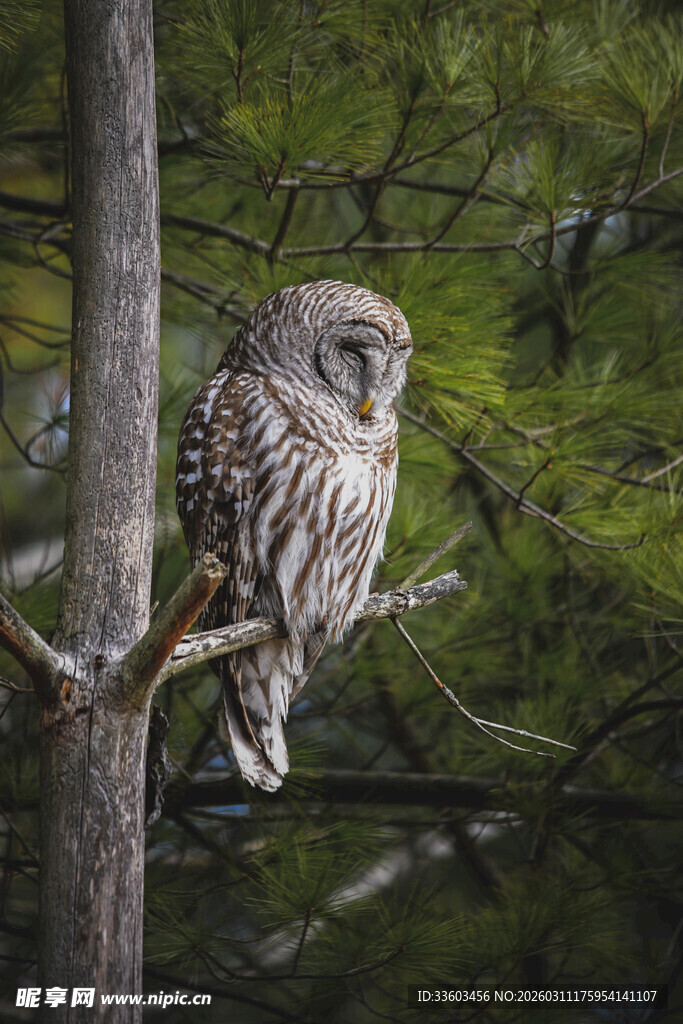 树枝上栖息的猫头鹰