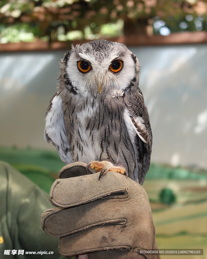 手套上的可爱猫头鹰