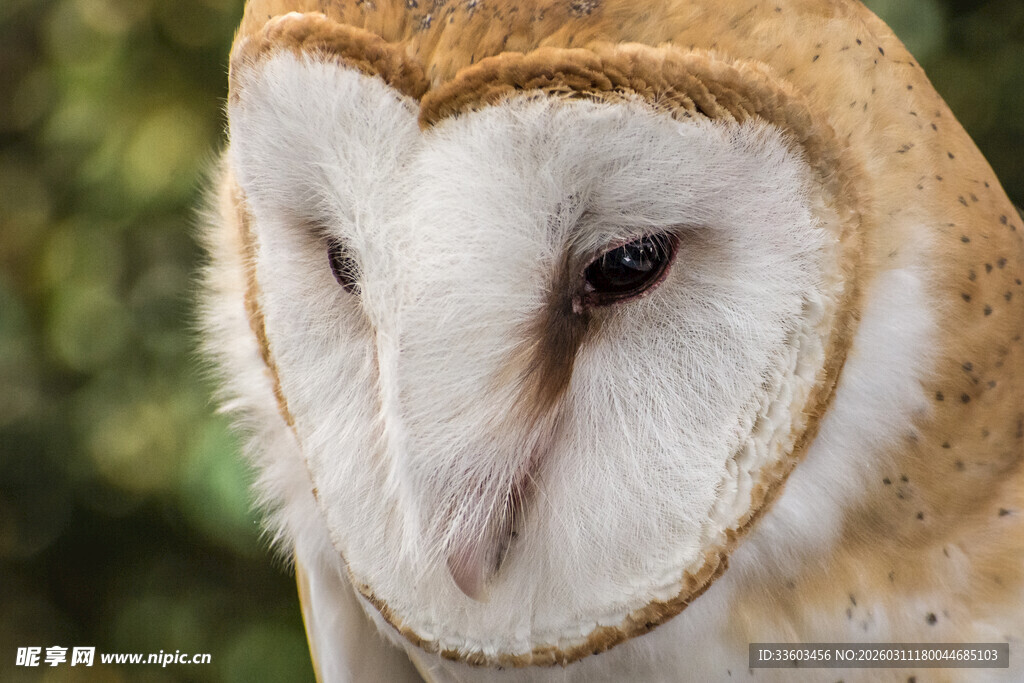 谷仓猫头鹰特写