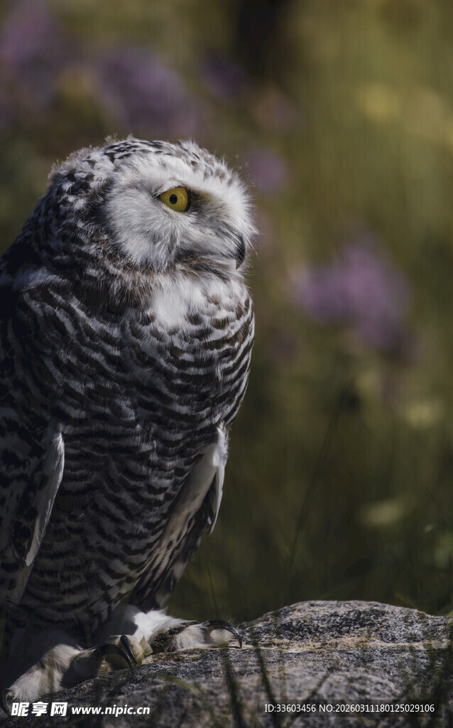 栖息枝头的灰黑色猫头鹰