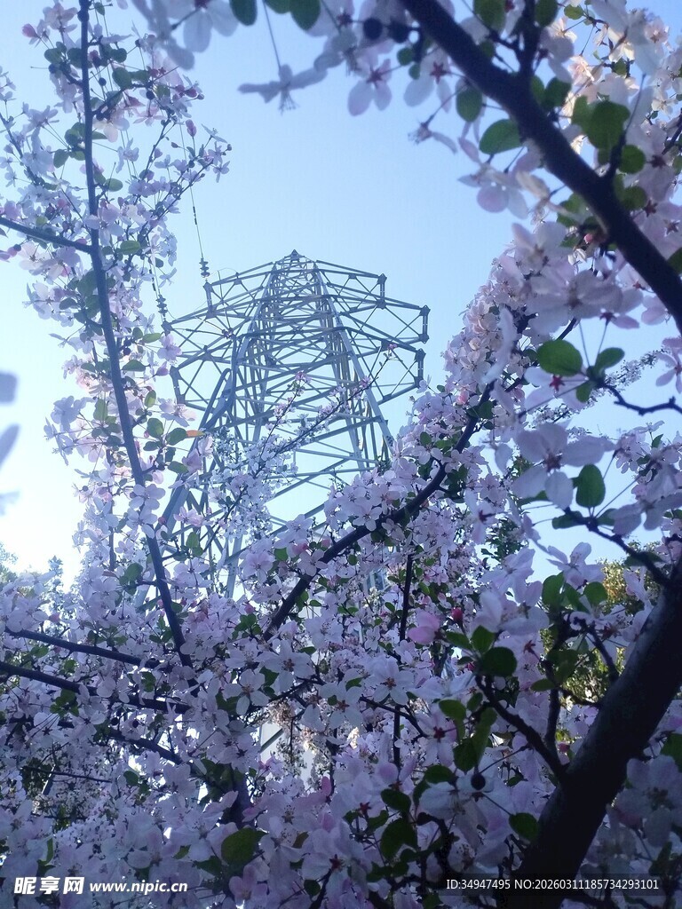 樱花高压输电塔铁塔