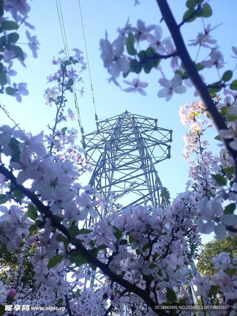 樱花丛中的高压输电塔