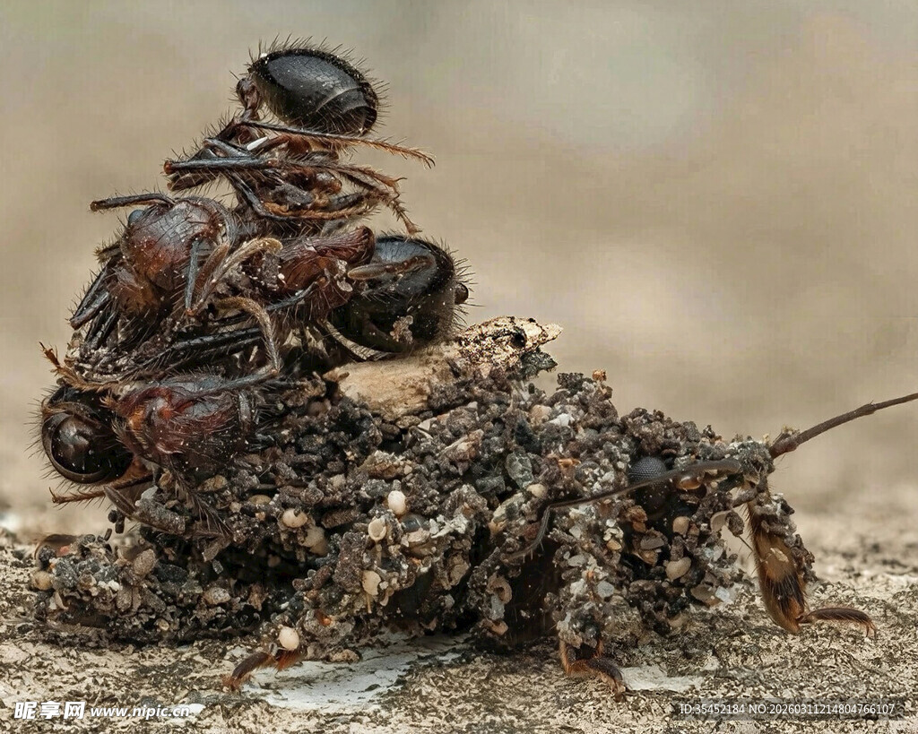 蚂蚁