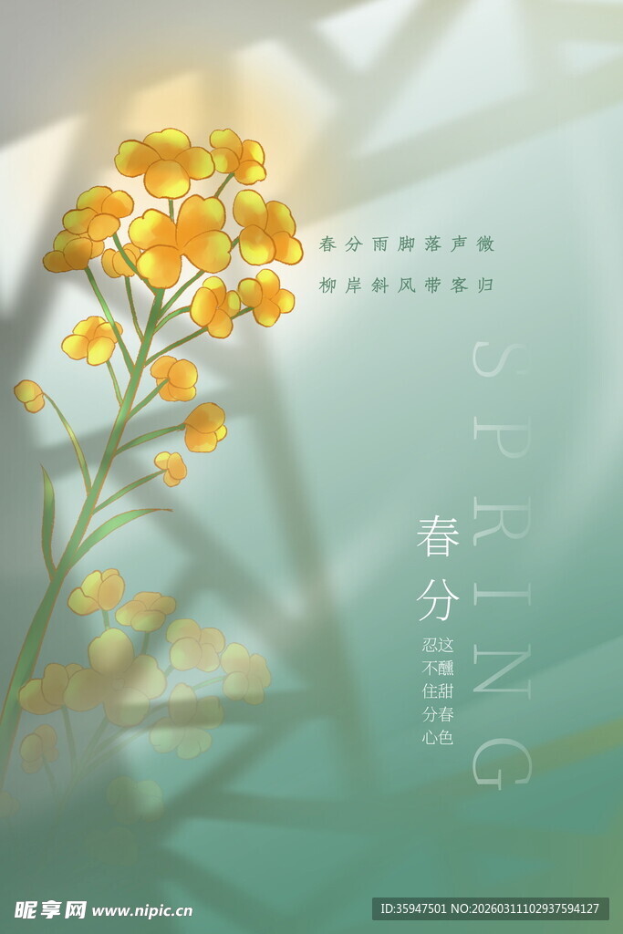 春日黄花绽放清新图景