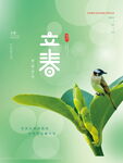 立春时节小鸟栖于绿叶间