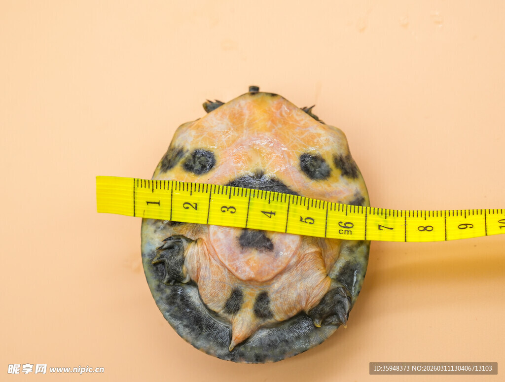 测量甲鱼苗尺寸的场景