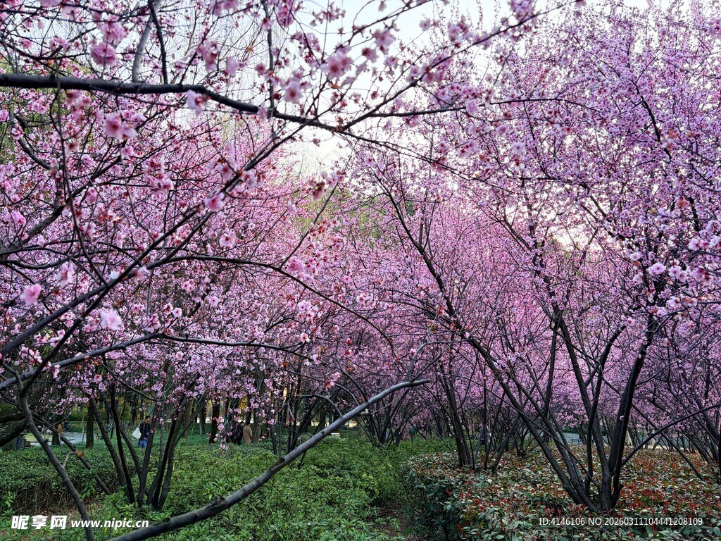 桃花
