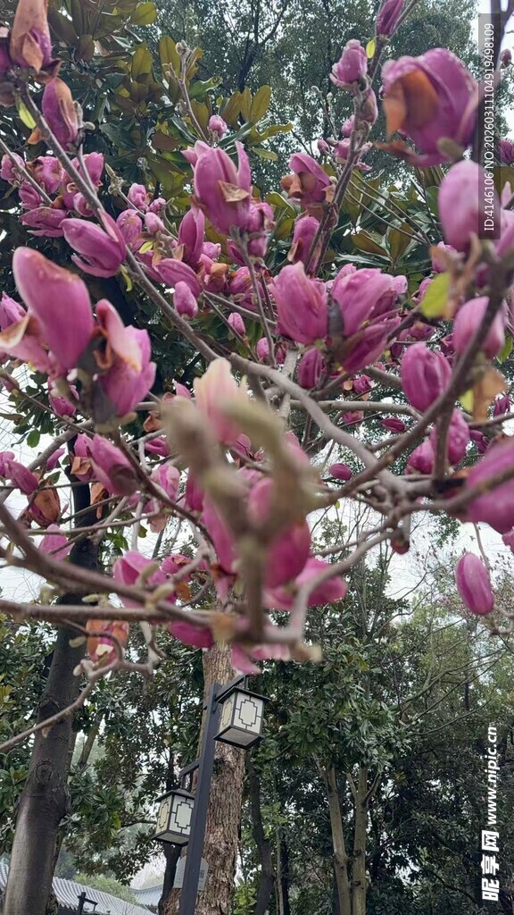 粉色花