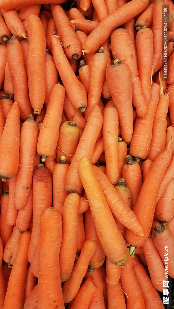大量胡萝卜堆成的壮观景象