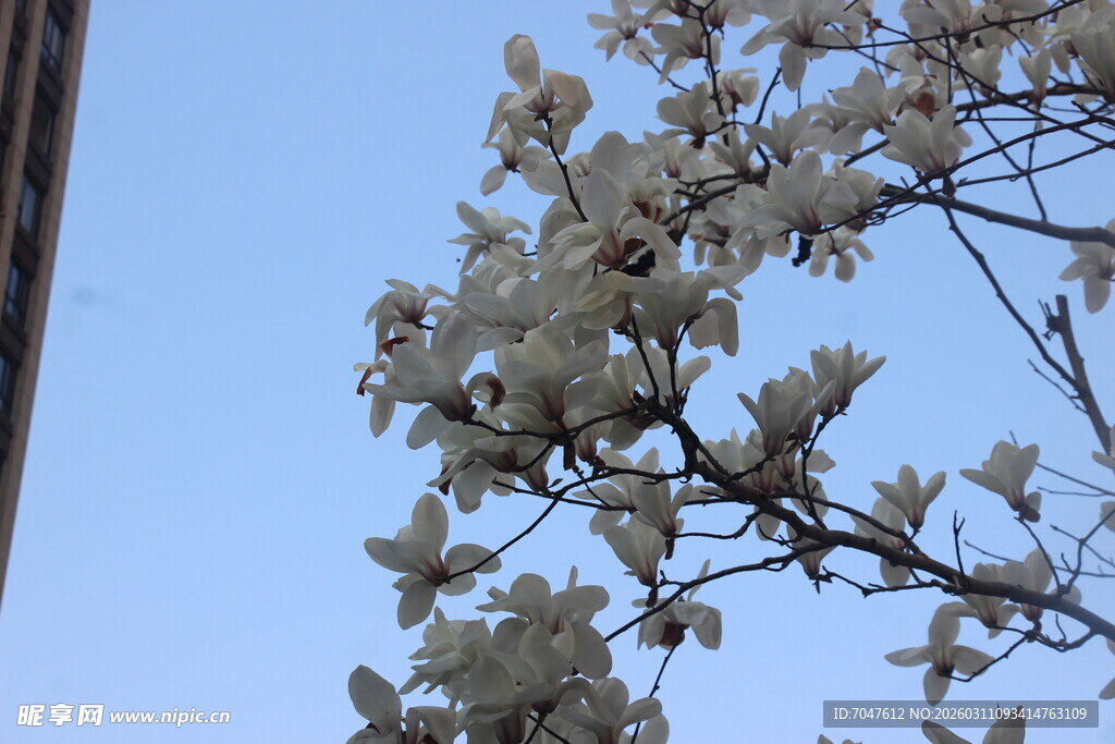 玉兰花枝映蓝天