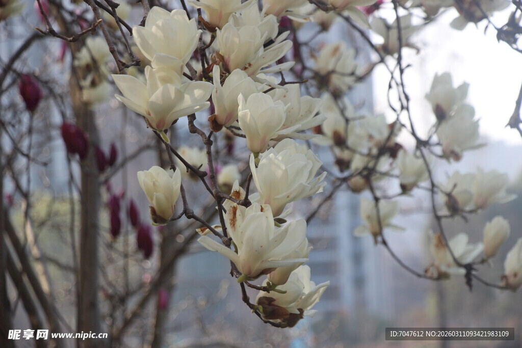 玉兰花绽放枝头