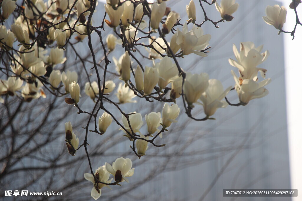 玉兰花枝绽放美景