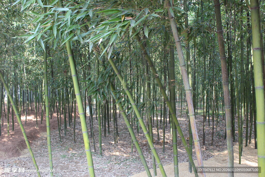 茂密竹林景观