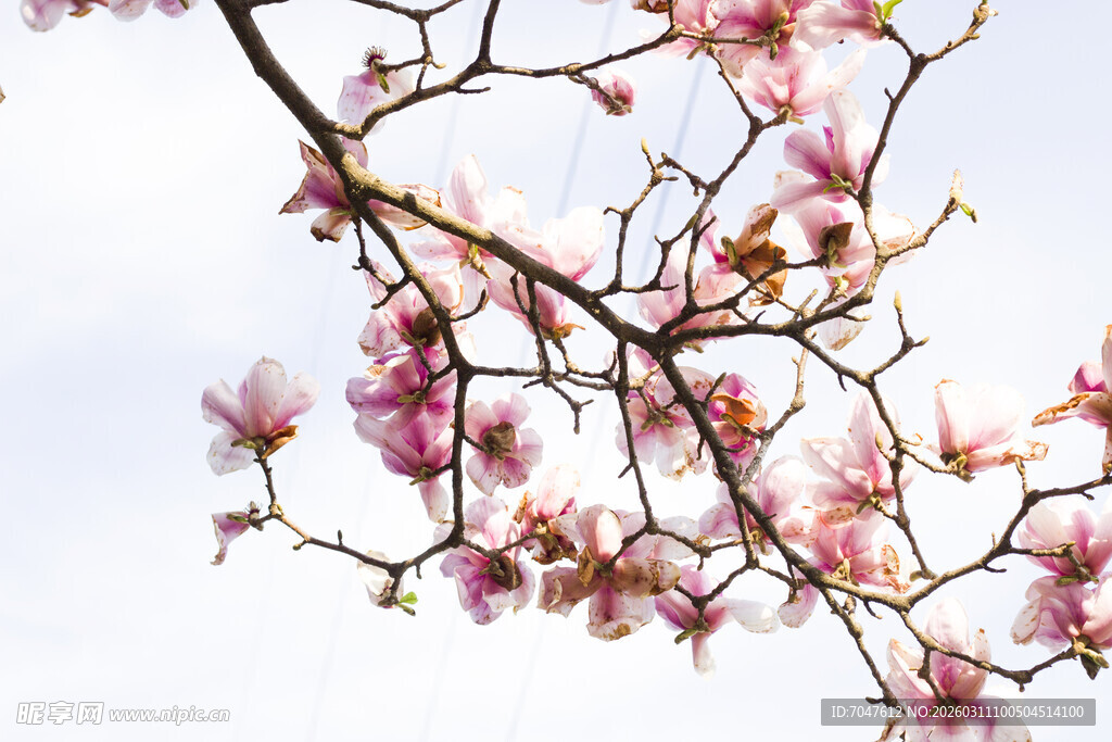 枝头绽放的粉嫩玉兰花