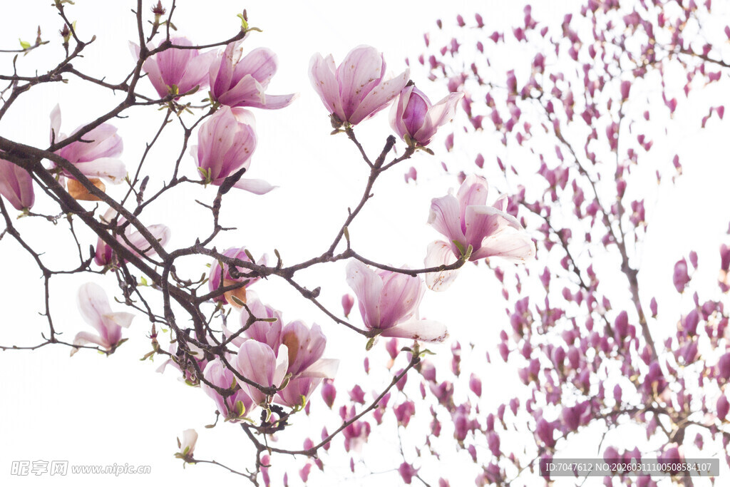 玉兰花枝绽放美丽景致