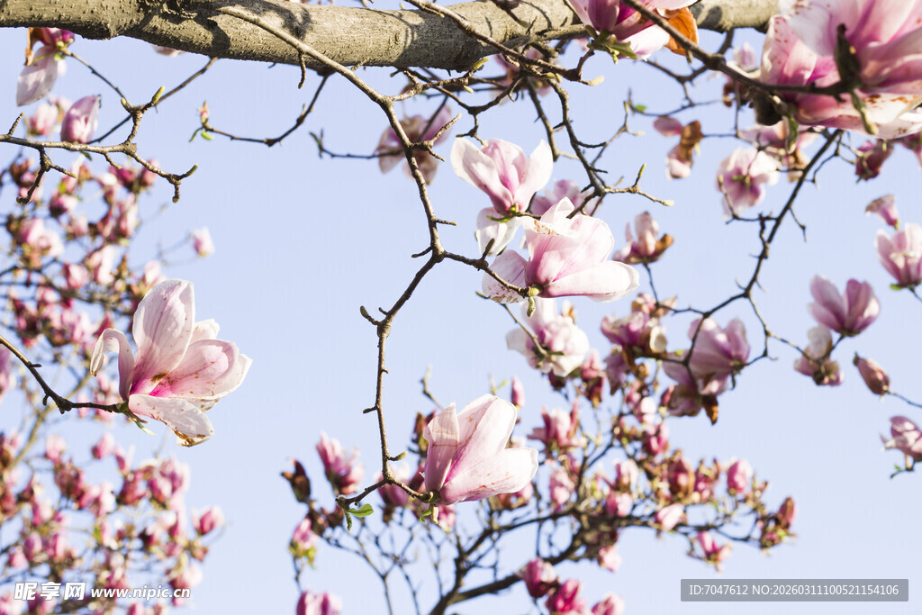 玉兰花枝绽放在蓝天之下