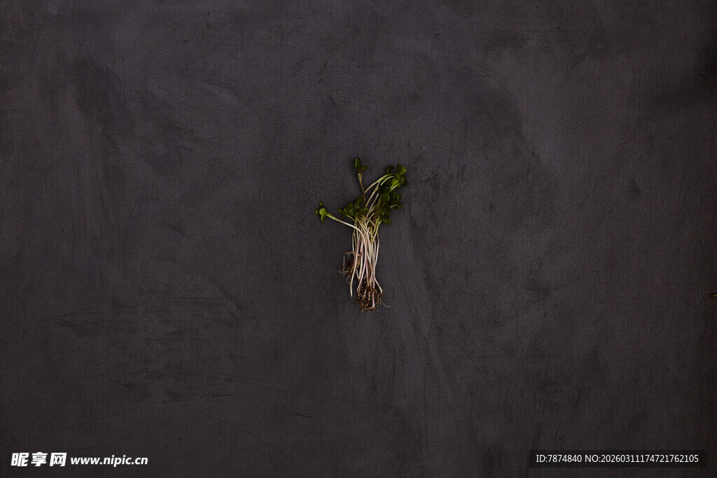 单株绿植 展现生机与希望