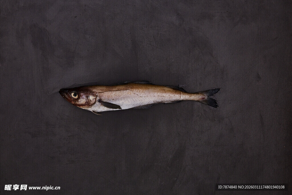 黑色背景上的一条鲜鱼