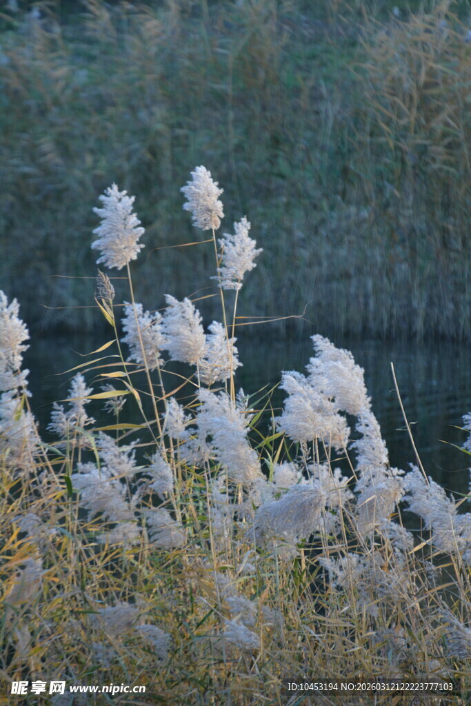 河畔芦苇丛   轻柔摇曳之美