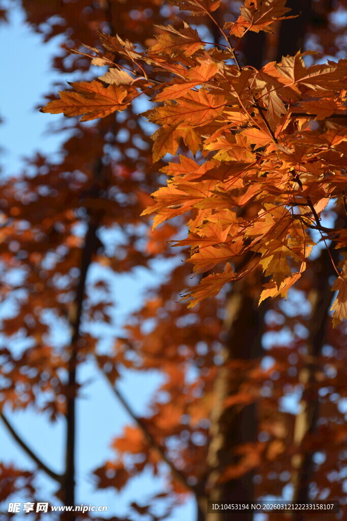 秋日枝头绚烂红叶