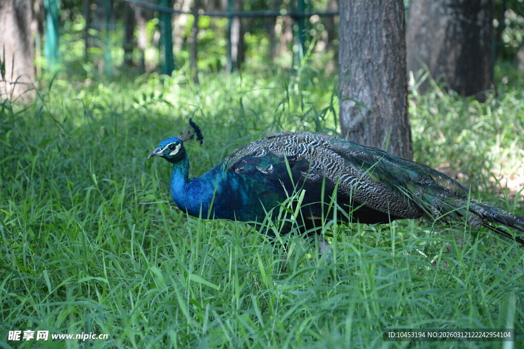 草地上的美丽蓝孔雀