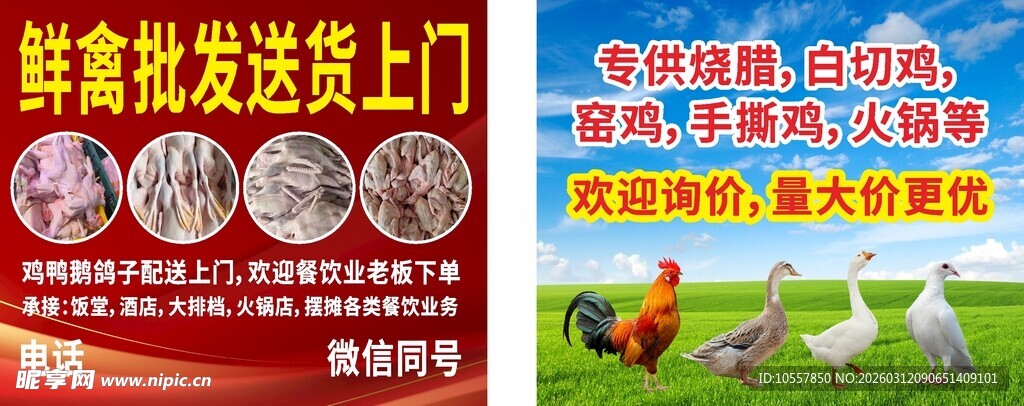 禽类批发 养鸡场