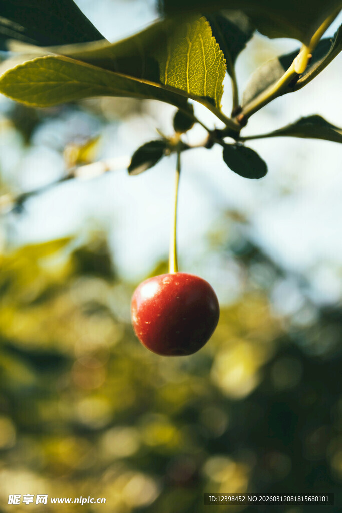 樱桃