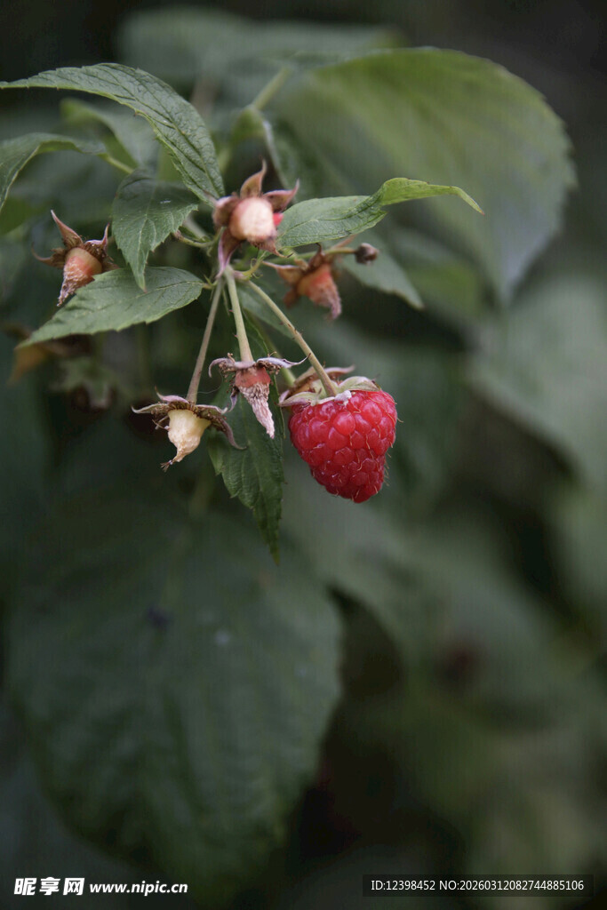 枝头红莓