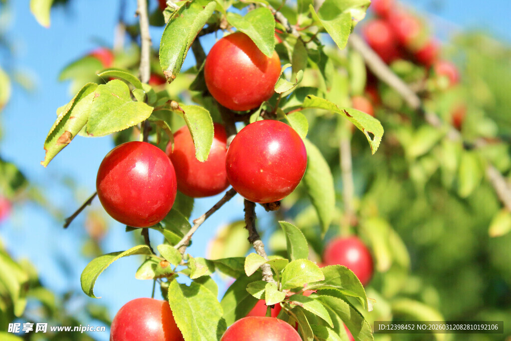 枝头红李