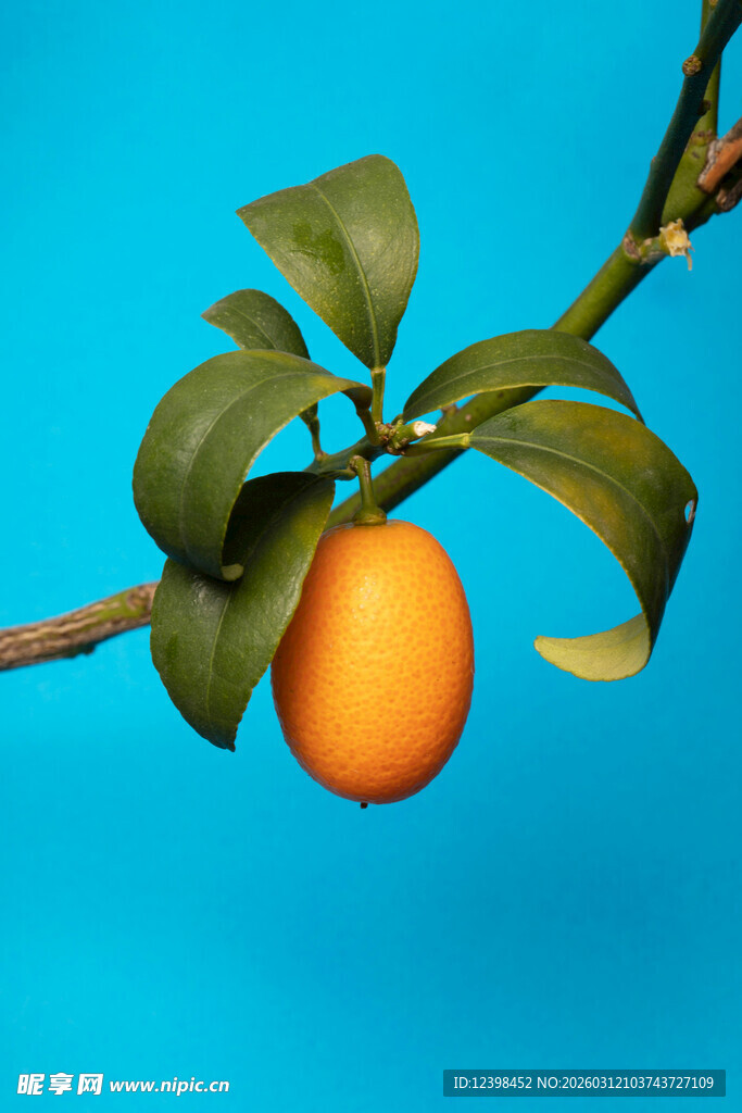 蓝背景上的金黄果实