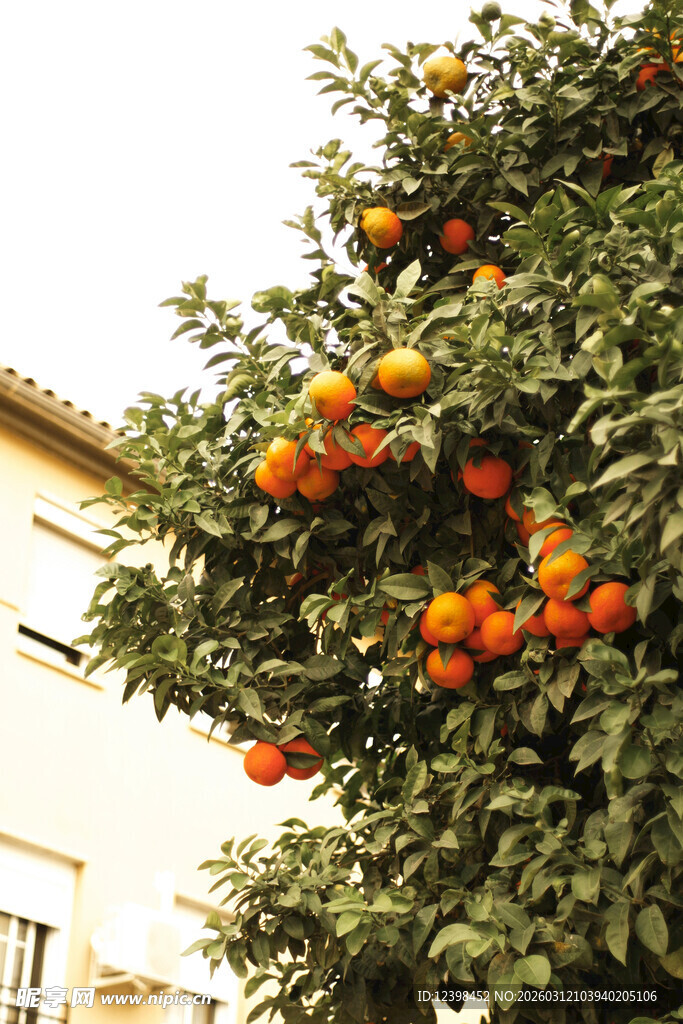 挂满果实的橘子树