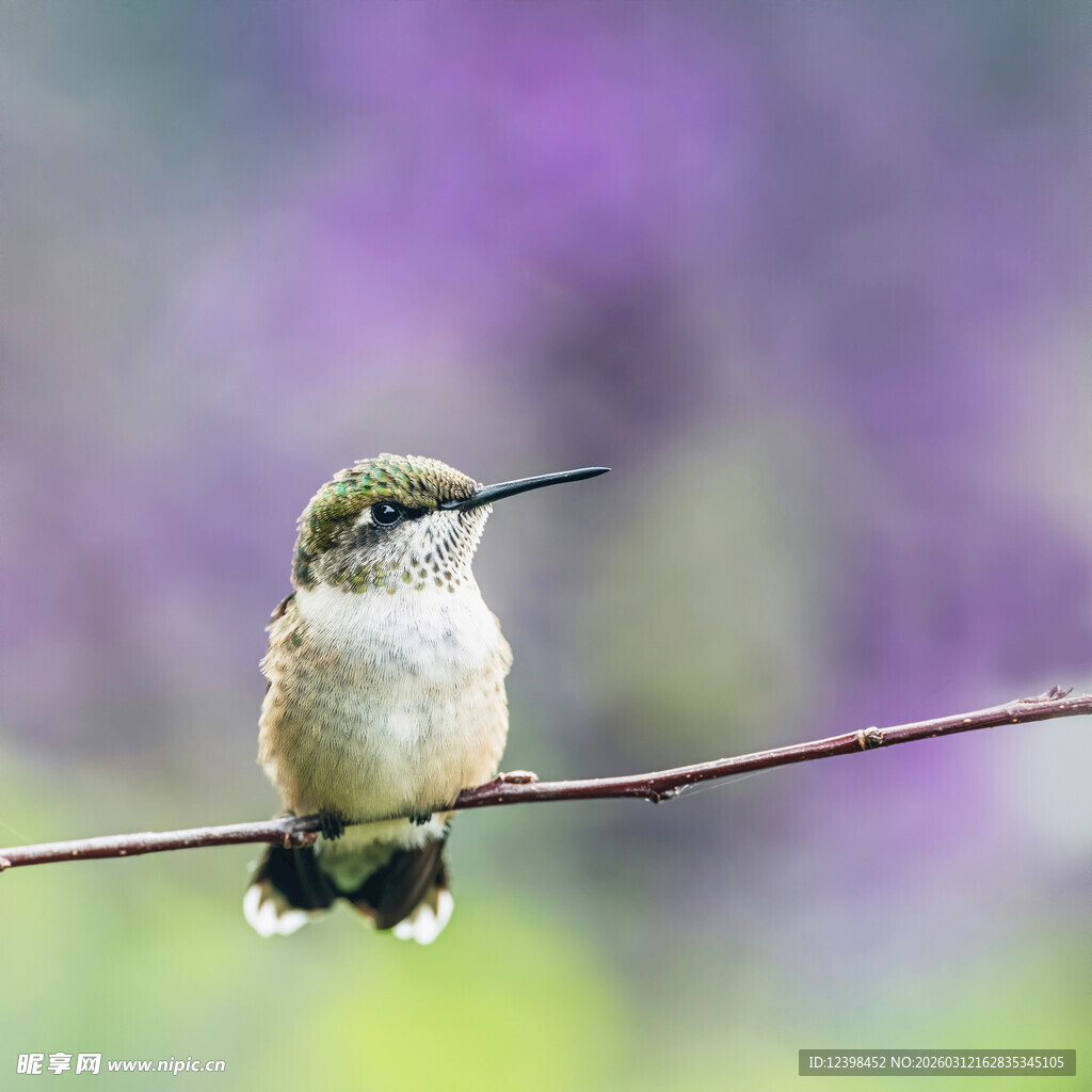 枝头蜂鸟