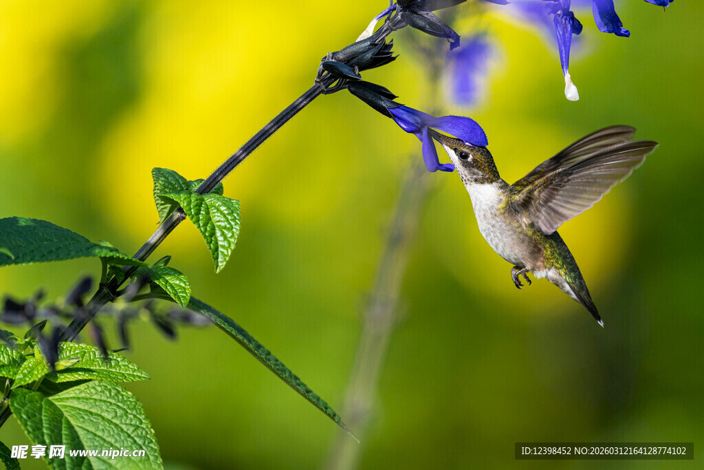蜂鸟吸食花朵花蜜