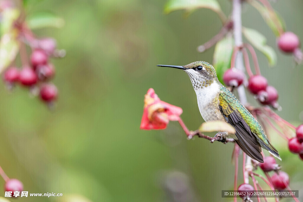 蜂鸟停于花枝上