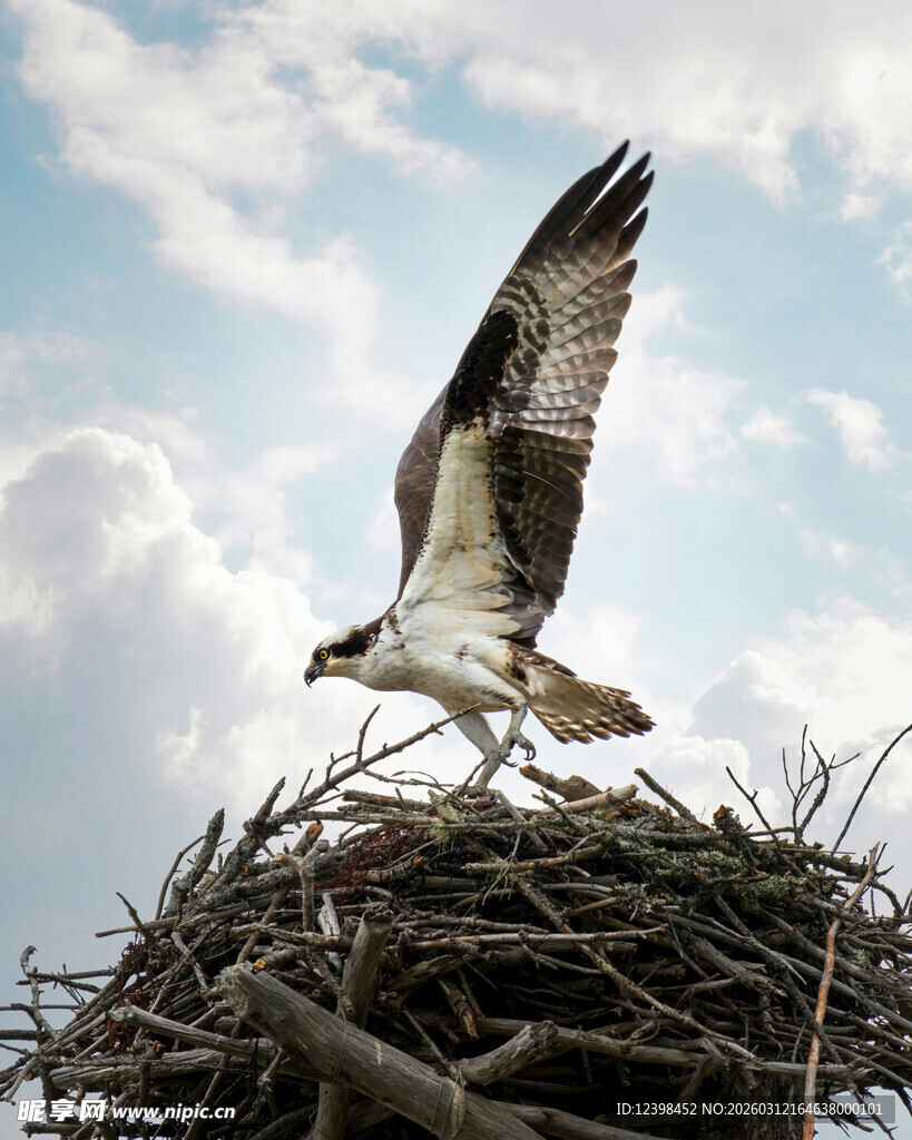 鹰在巢边展翅欲飞