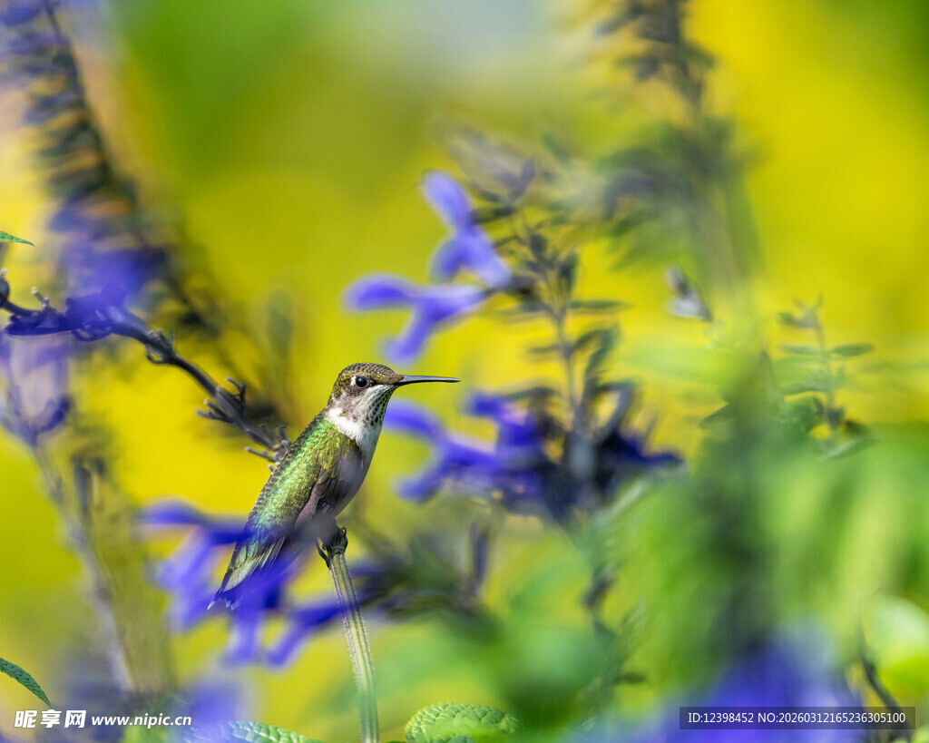 蜂鸟