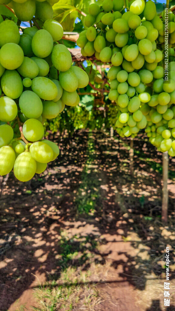 葡萄