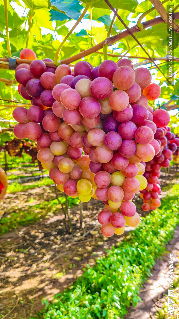 葡萄