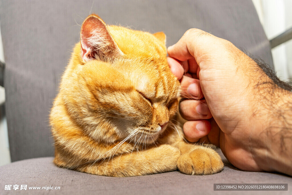 橘猫