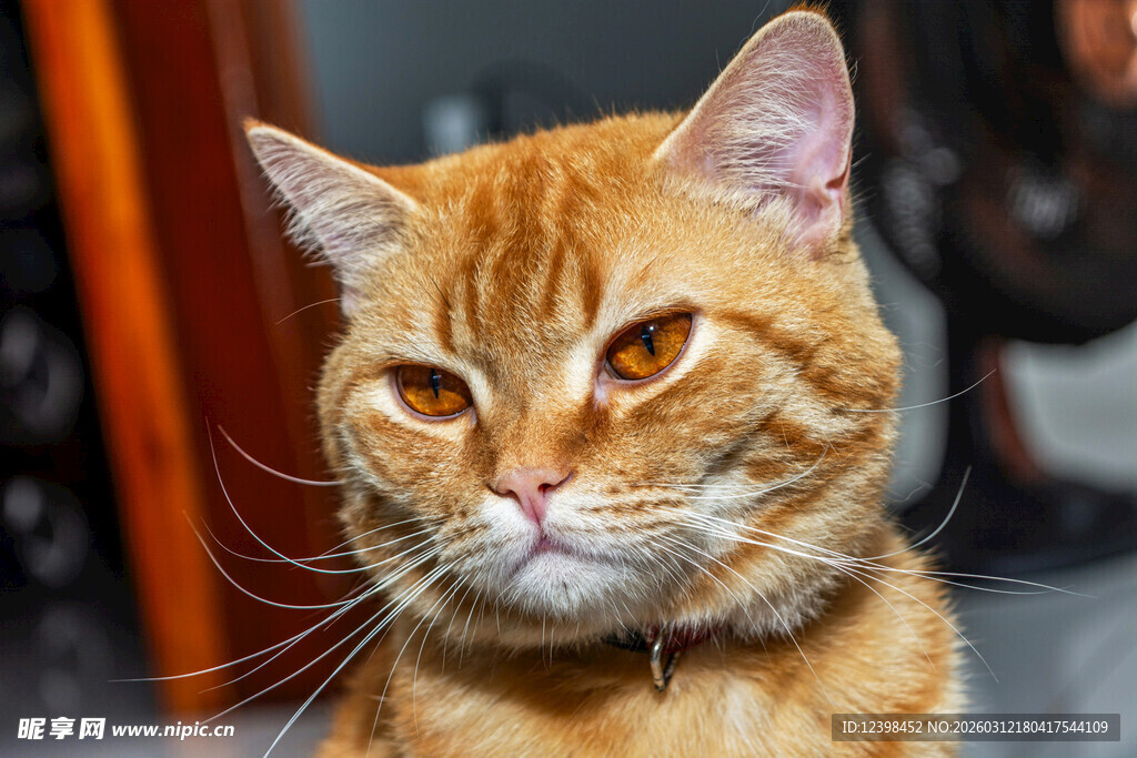 橘猫