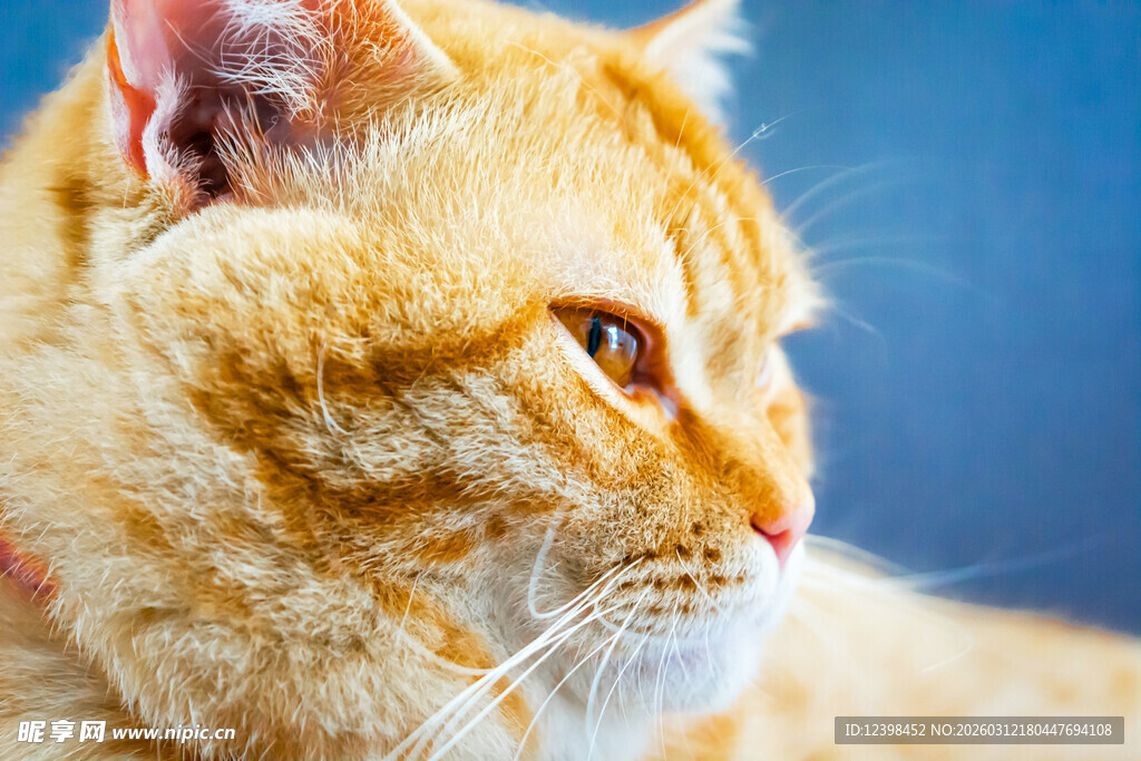 橘猫