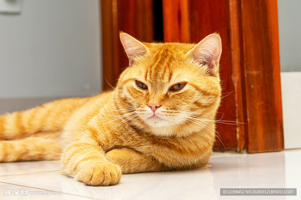 橘猫