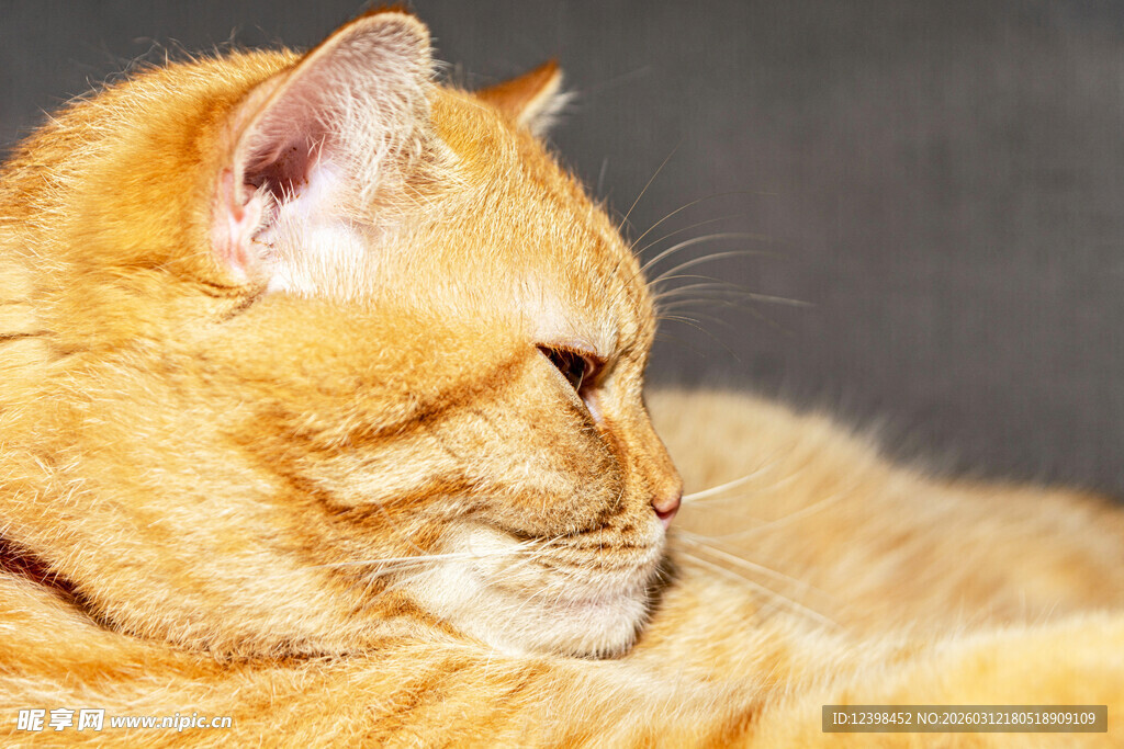 橘猫