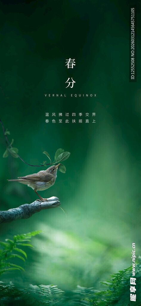 绿叶上的昆虫特写