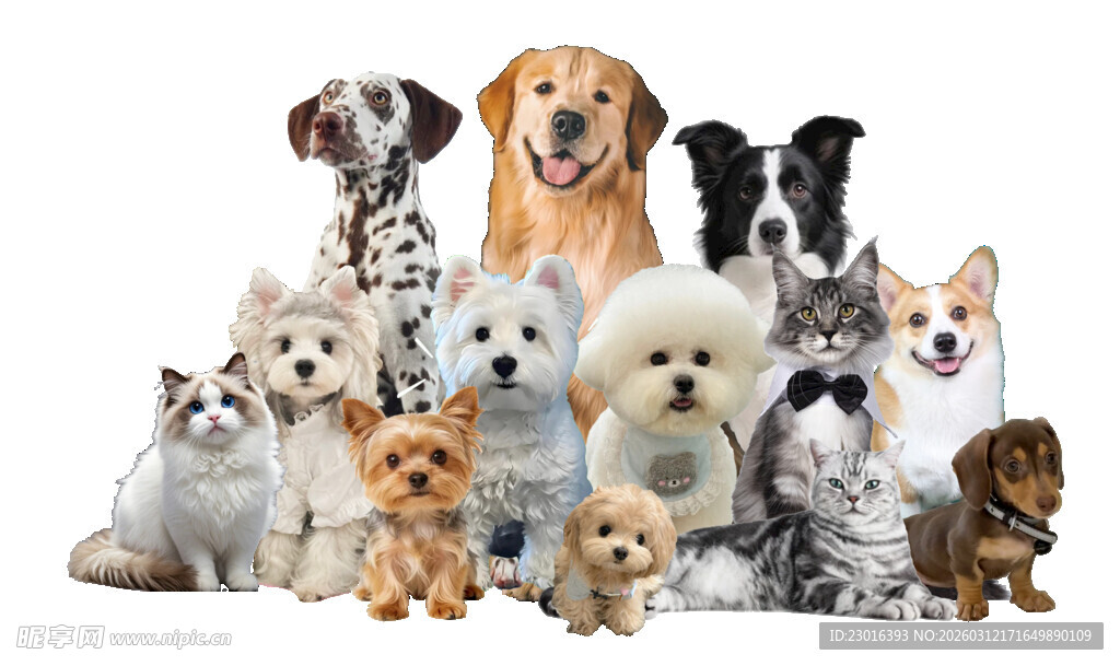 多样萌犬大集合