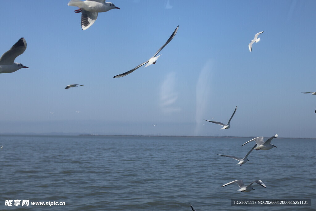 海面上飞翔的成群海鸥