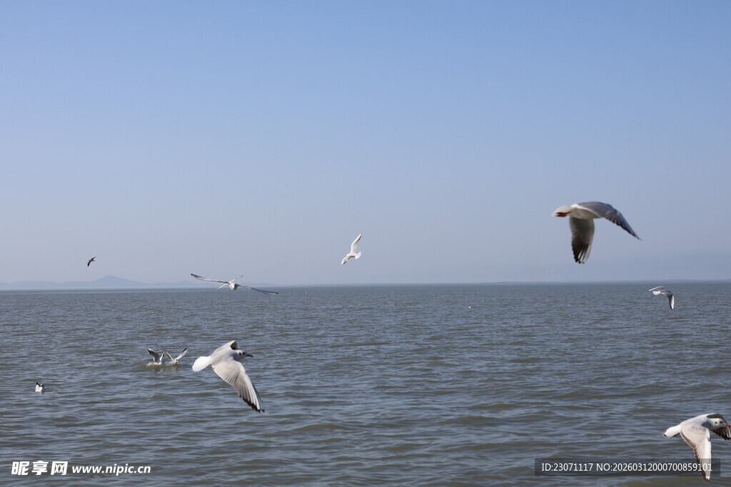 海面上飞翔的成群海鸥