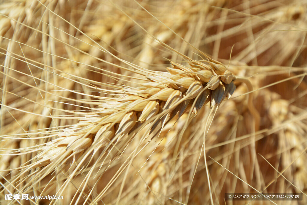 金黄麦穗特写