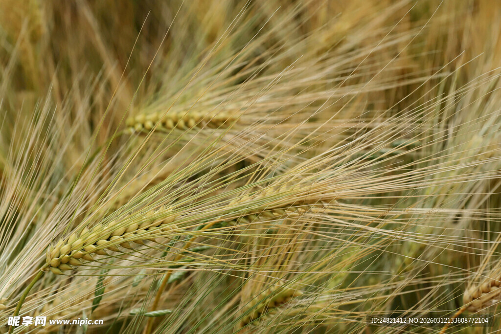 金黄麦穗