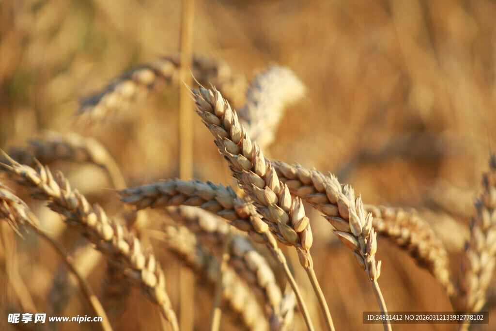 金黄麦穗